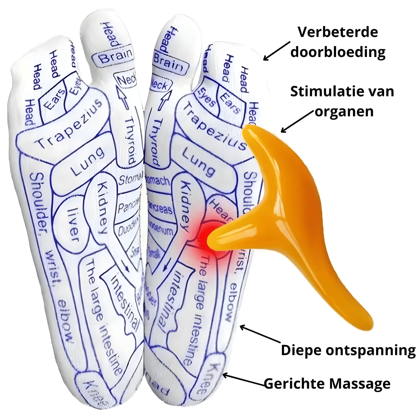 SoleMap™ – Stimuleer uw welzijn via voetreflexzones